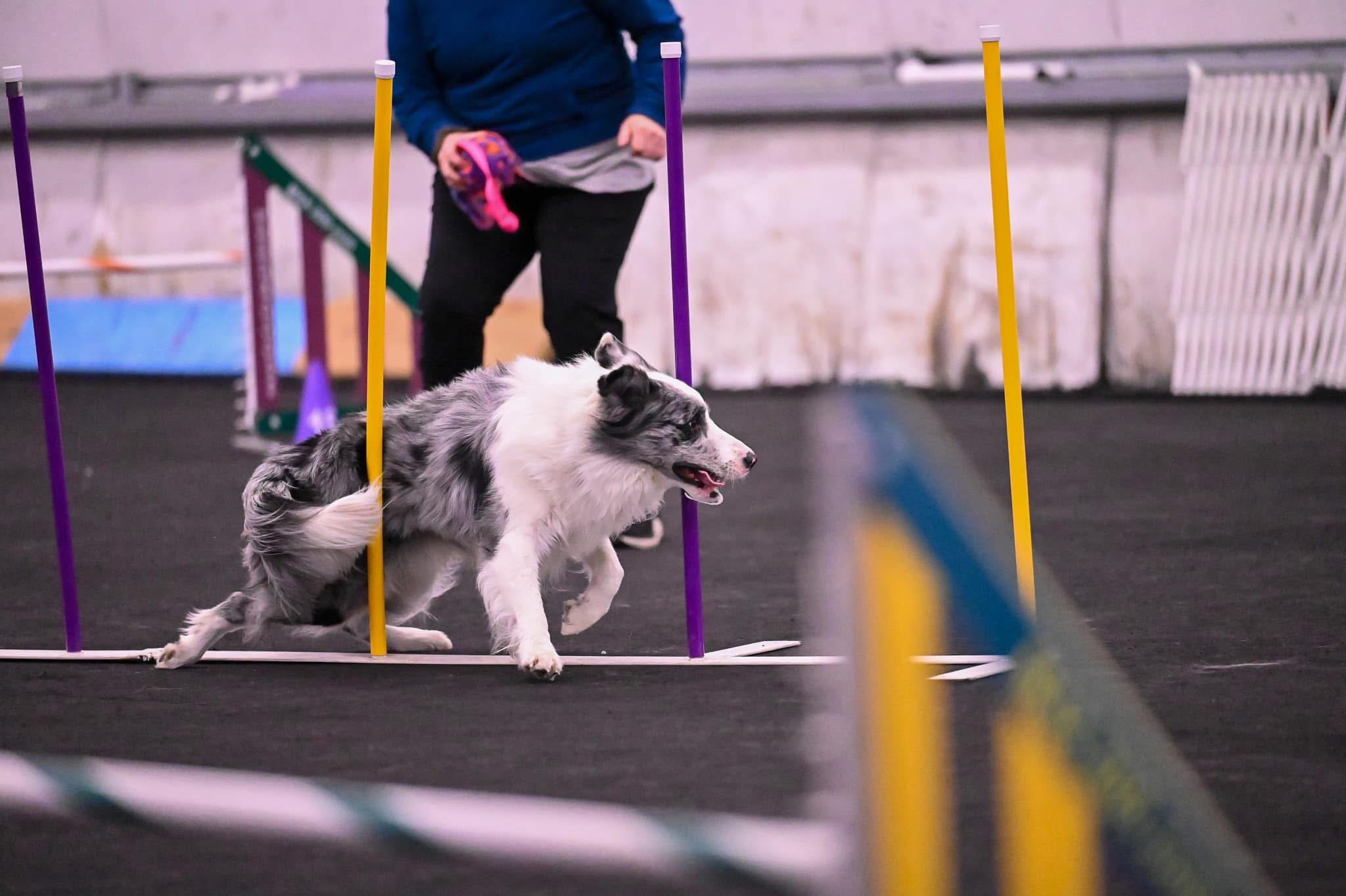Sandie Hanlon running an agility course with one of her dogs